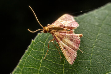 Borer inhabits the leaves of wild plants