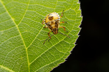 The stinkbug family insects inhabit wild plants