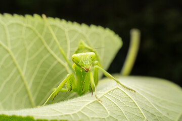 Mantis inhabits the leaves of wild plants