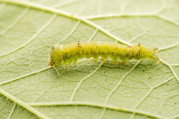 sphingidae larva inhabits the leaves of wild plants