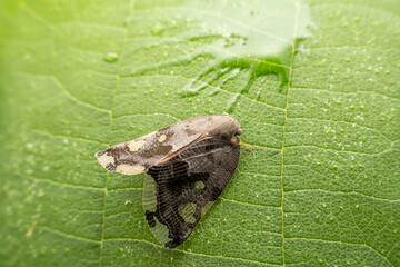 planthopper in the wild state