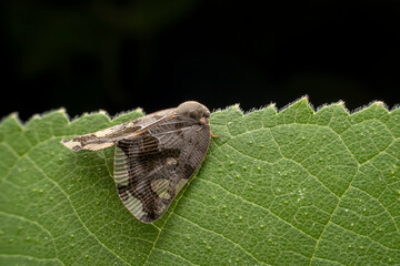 Obraz premium planthopper in the wild state