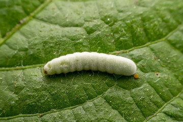 Lepidoptera Larvae Parasitized by Beauveria bassiana