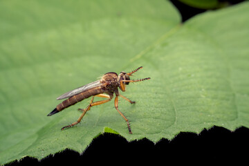 robber flies in the wild state