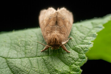 Micromelalopha troglodyte in the wild state