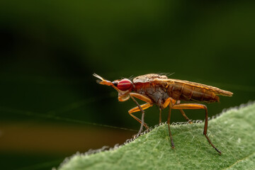 Sciomyzidae in the wild state