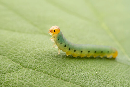 sawfly Larvae in the wild state
