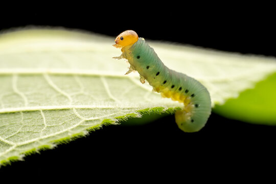 sawfly Larvae in the wild state