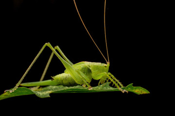katydid in the wild state