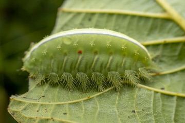 Naklejka premium Thosea sinensis Walker nymph in the wild state