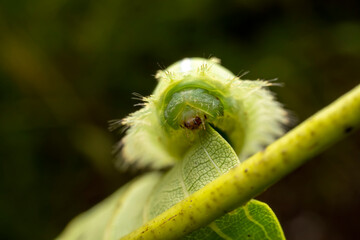 Thosea sinensis Walker nymph in the wild state
