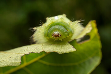 Thosea sinensis Walker nymph in the wild state