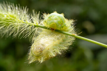 Thosea sinensis Walker nymph in the wild state
