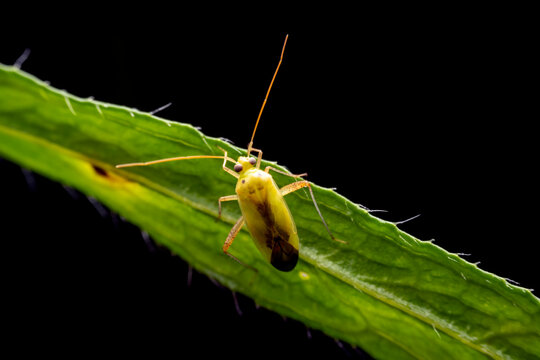Miridae in the wild state