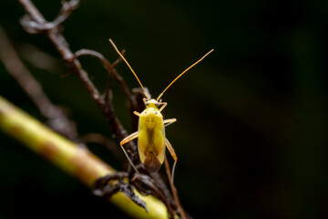 Miridae in the wild state