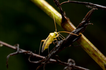 Miridae in the wild state