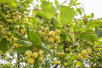 Green and astringent begonia fruit