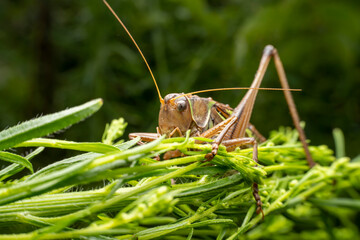 katydid in the wild state