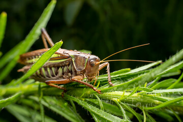 katydid in the wild state