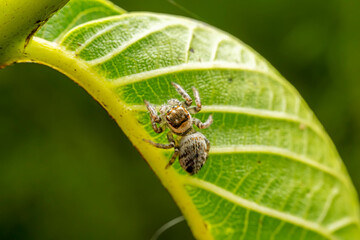 Jumping Spider in the wild state