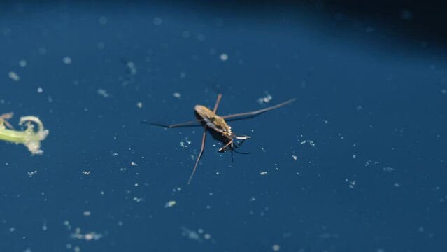 Water strider on the water surface