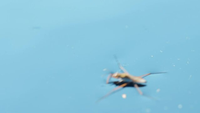 Water strider on the water surface
