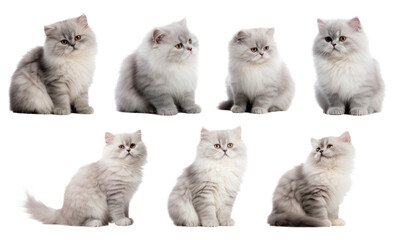Set of Persian Cat isolated#02 cutout on transparent background. advertisement. presentation. banner, poster, card. sticker.