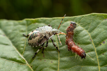 stinkbug nymph prey on caterpillars in the wild state