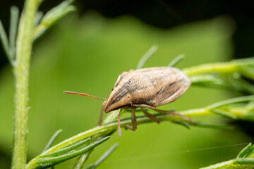 stinkbug in the wild state