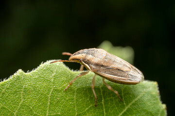 stinkbug in the wild state