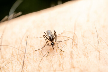 Mosquitoes consume human blood in the wild state