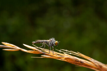 robber flies in the wild state