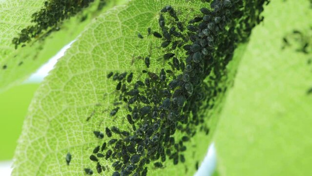 Aphid on a tree leaf