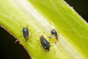 aphid in the wild state