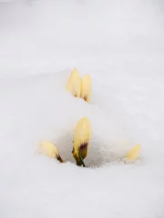 Foto auf Glas winter flower - Winterblume © Ralf Kaiser