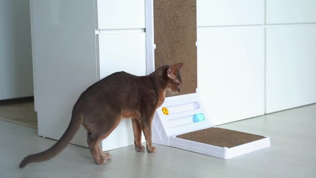 Cute Blue Abyssinian cat with yellow eyes sitting on cardboard scratch board at home. Corrugated Cardboard Cat Scratcher. Fun Interactive Scratching Boards for domestic cat. Lifestyle and Pet love
