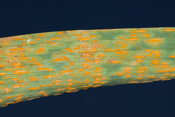 Braunrost, Puccinia triticina Eriks.,  Weizen, Winterweizen, Blattbefall