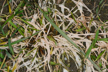 Schneeschimmel,  Fusarium nivale,  Fusarium spp., Auswinterungsschaden, Feld