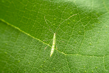 stinkbug in the wild state