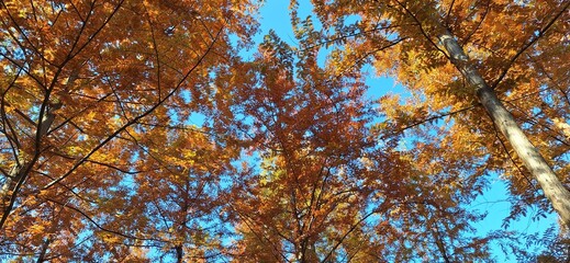 Autumn vibes in South Korea