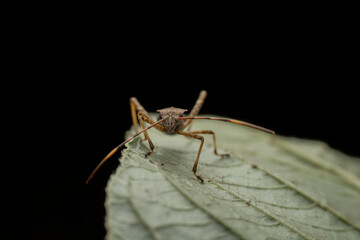 Riptortus pedestris in the wild state