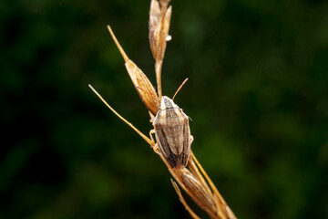 stinkbug in the wild state