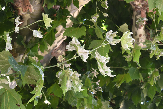 Echter Mehltau, Erysiphe platani an Plantanenbl&auml;ttern, junge Bl&auml;tter, Triebe,   Baumausschnitt