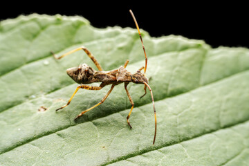 Riptortus pedestris in the wild state