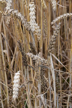 Weizenverzwergungsvirus, Wheat dwarf monogeminivirus, WDV