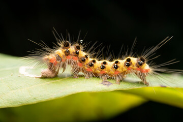 Poisonous moth larvae in the wild state