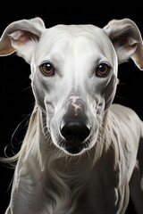 Sleek and graceful Whippet in motion, Generative AI