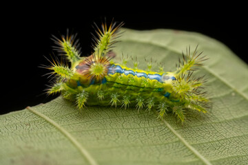 cnidocampa flavescens larva in the wild state