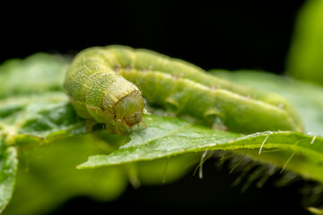 Lepidoptera larvae in the wild state