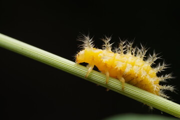 henosepilachna vigintioctomaculata larva in the wild state